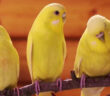 Intelligent Canaries