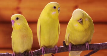 Intelligent Canaries