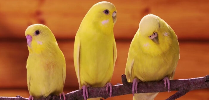 Intelligent Canaries