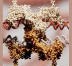 Basecamp Research Debuts World-First AI Programmable Gene Insertion